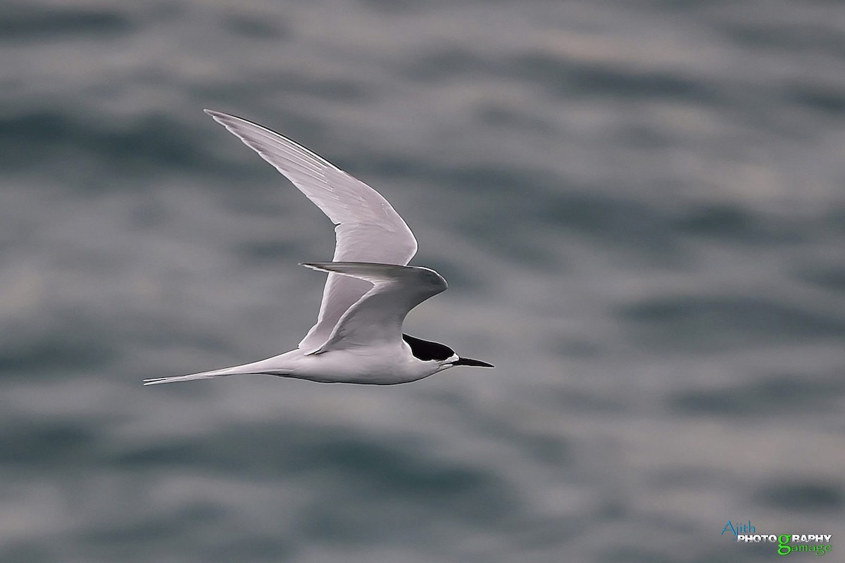 White-fronted Tern - ML646099295