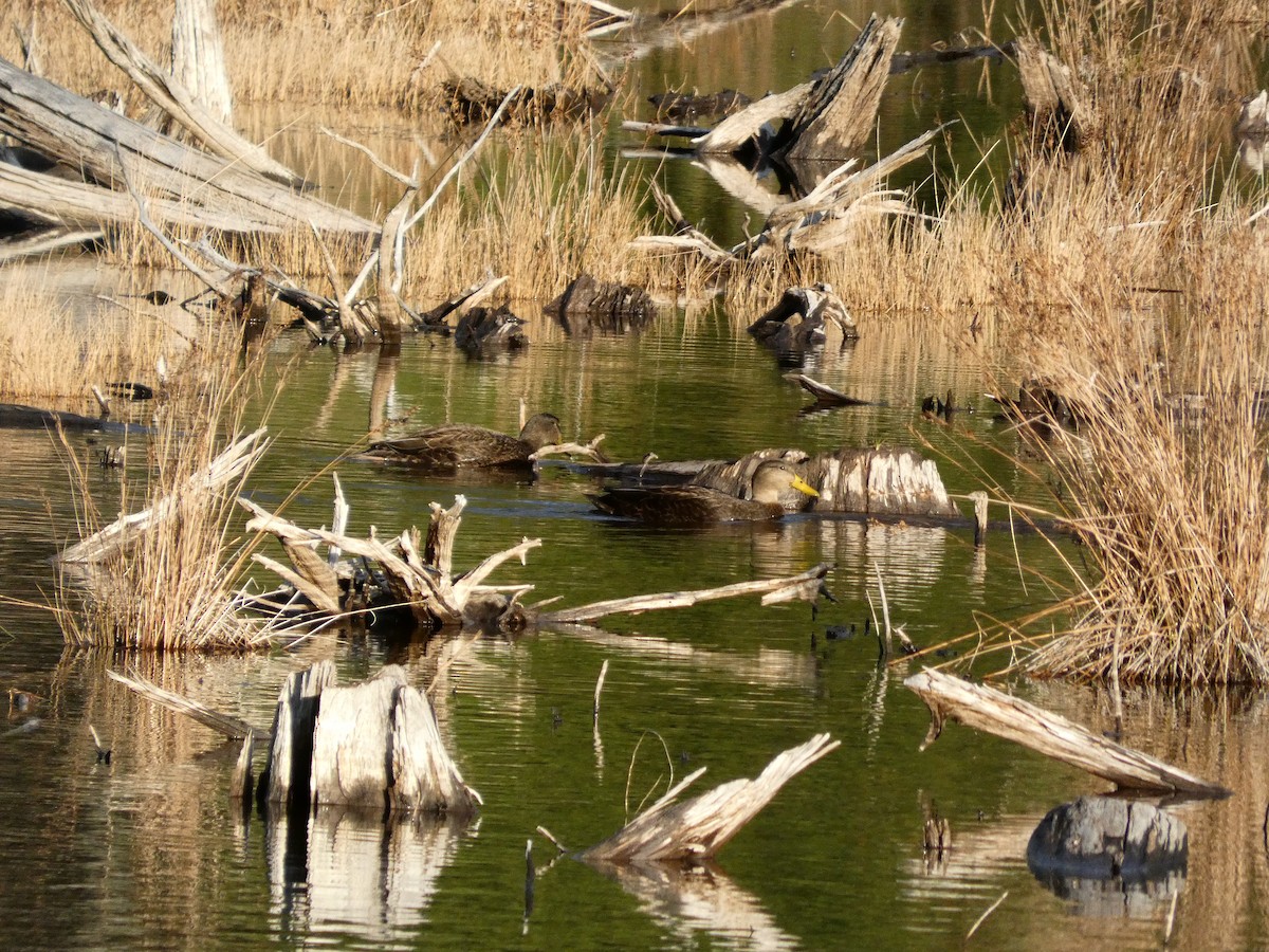 Ahate iluna - ML646099296