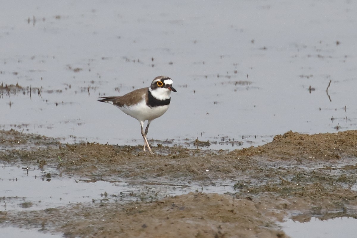 Малый зуёк - ML646099297