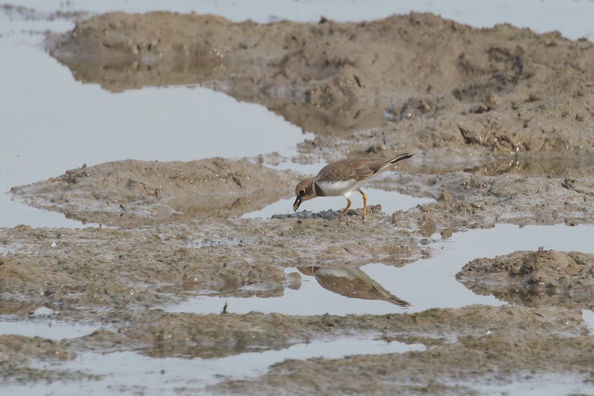 Малый зуёк - ML646099298