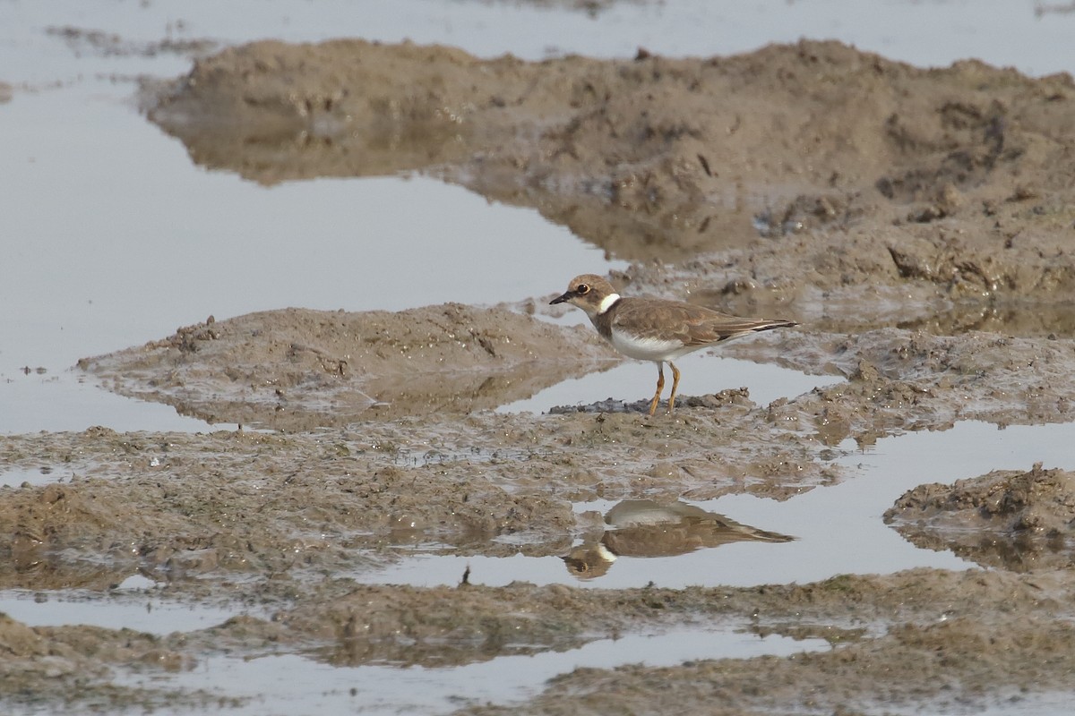 Малый зуёк - ML646099299