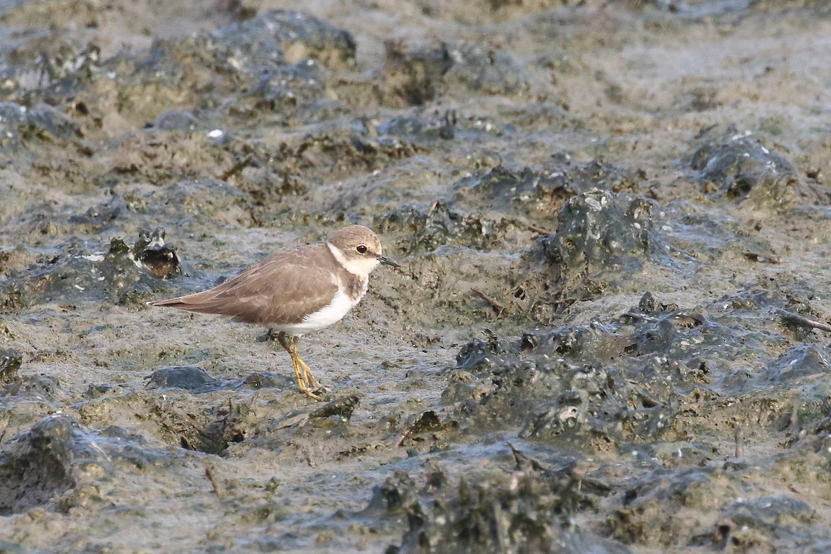 Малый зуёк - ML646099301