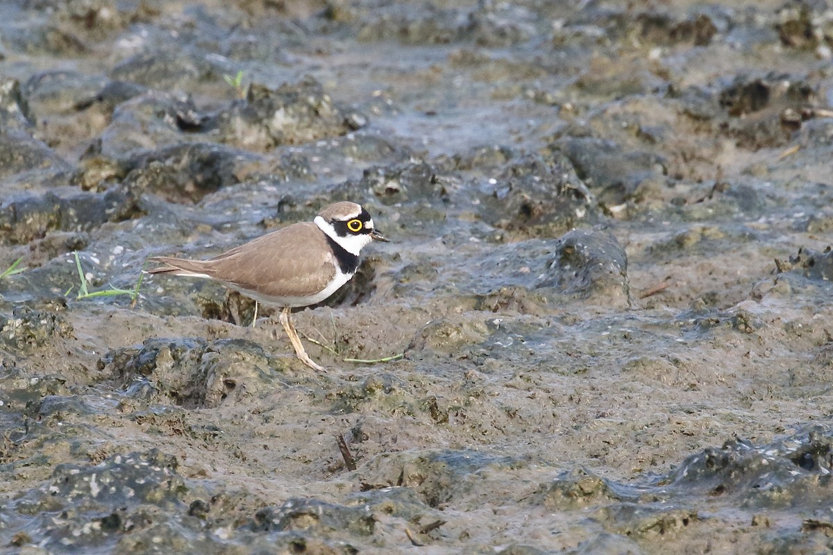 Малый зуёк - ML646099302