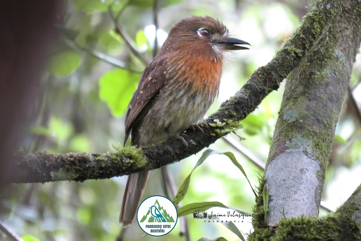 Moustached Puffbird - ML646099303