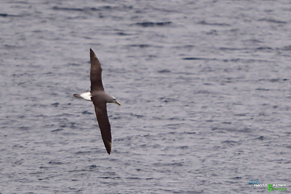Salvin's Albatross - ML646099310