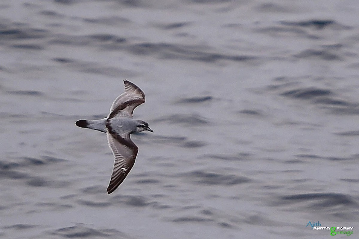 Fairy Prion - ML646099318