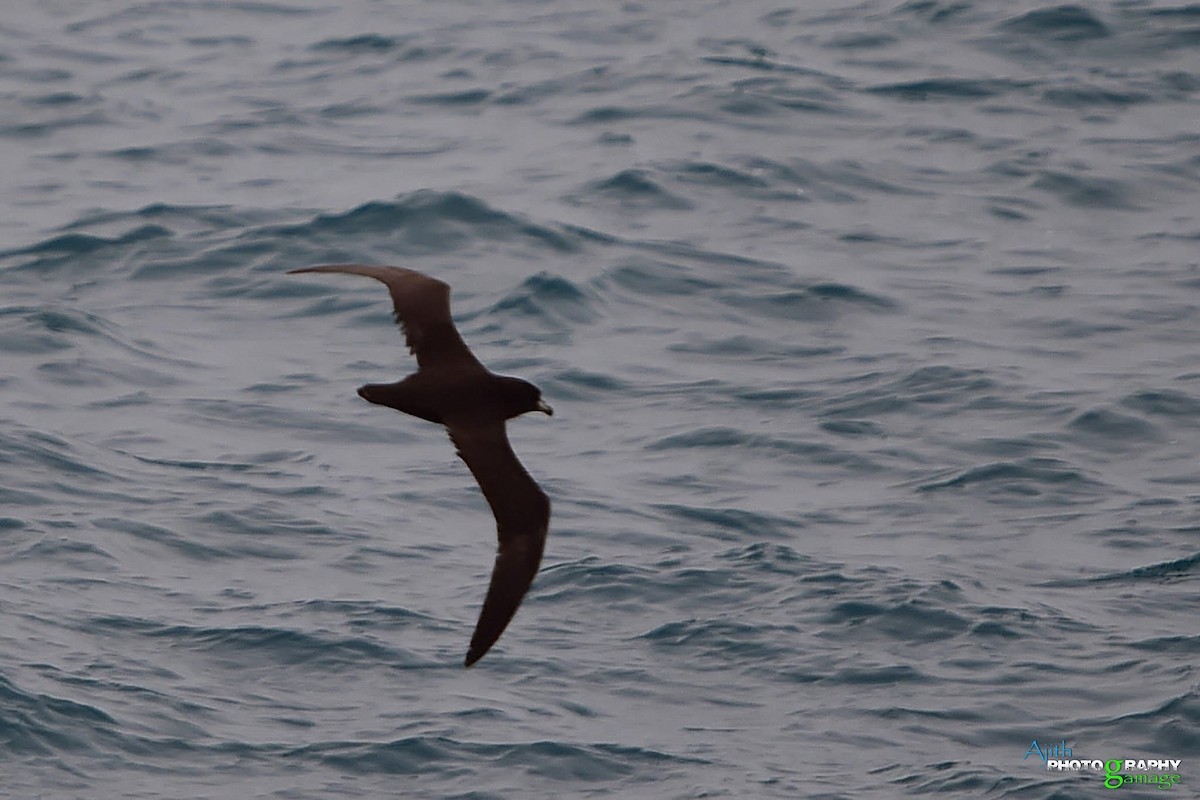 Flesh-footed Shearwater - ML646099319