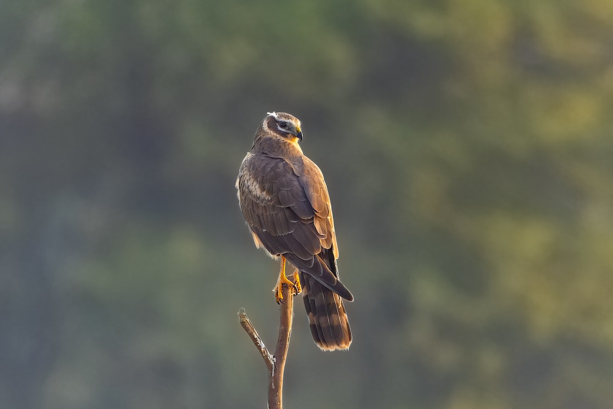 Pallid Harrier - ML646099324