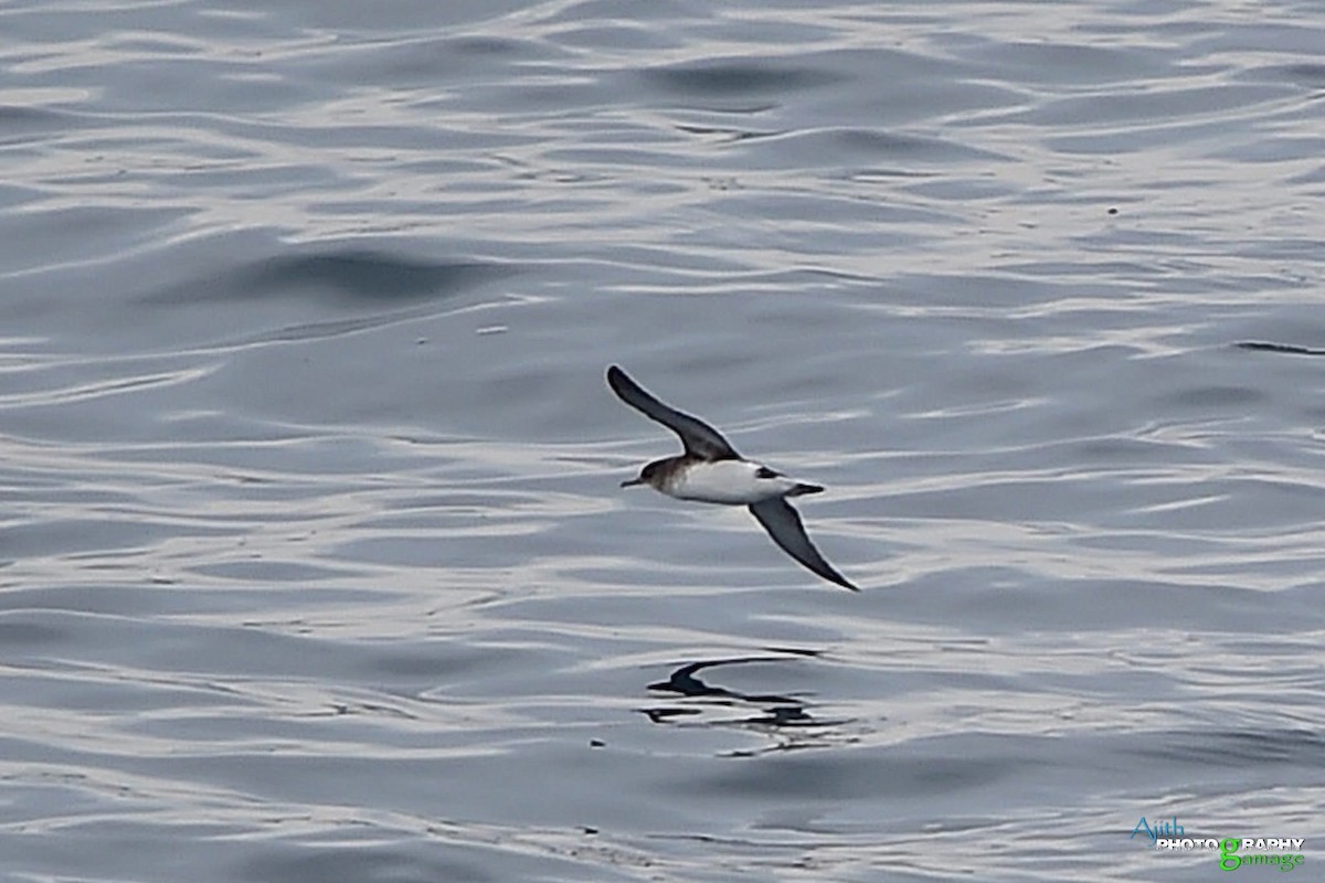 buřňák maorský - ML646099328