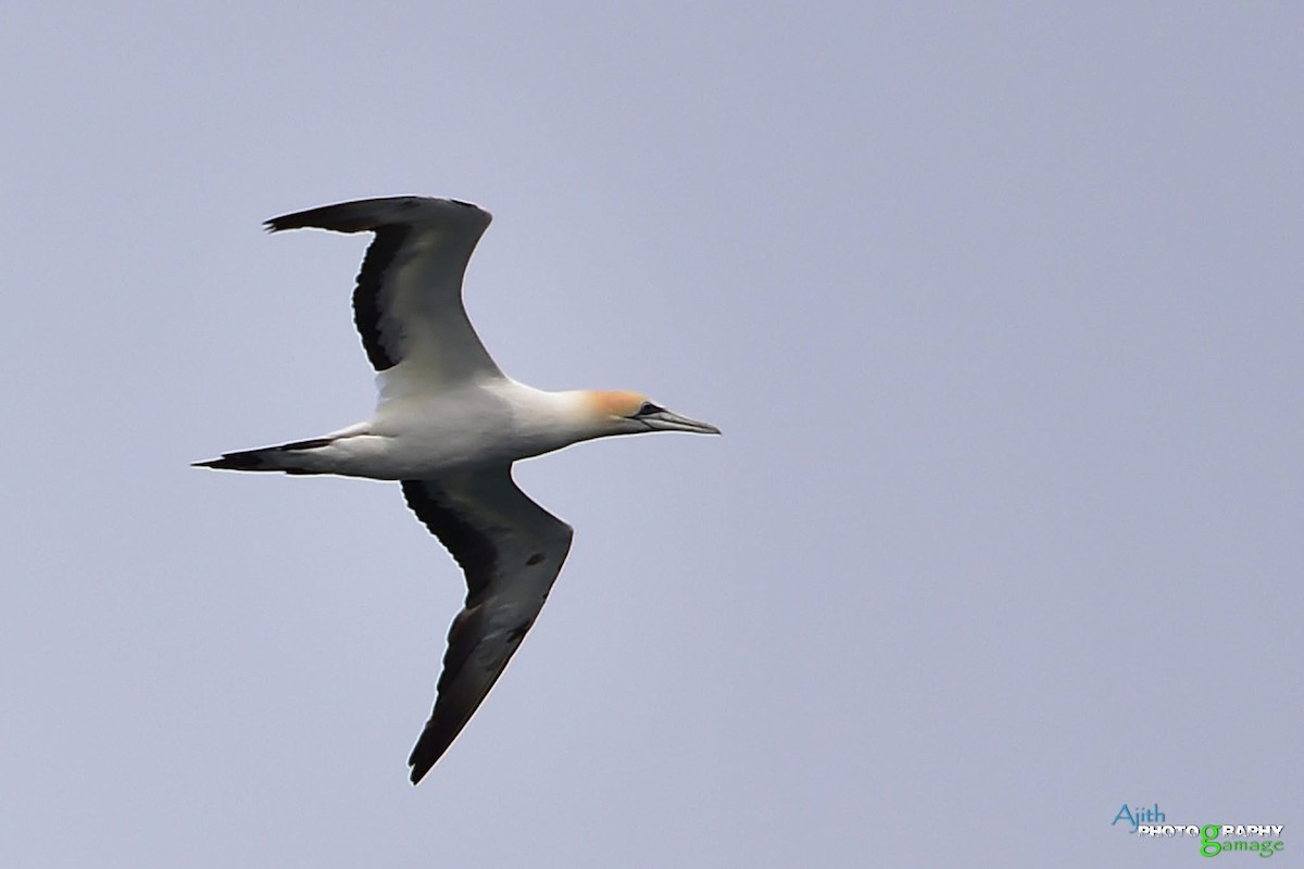 Australasian Gannet - ML646099333