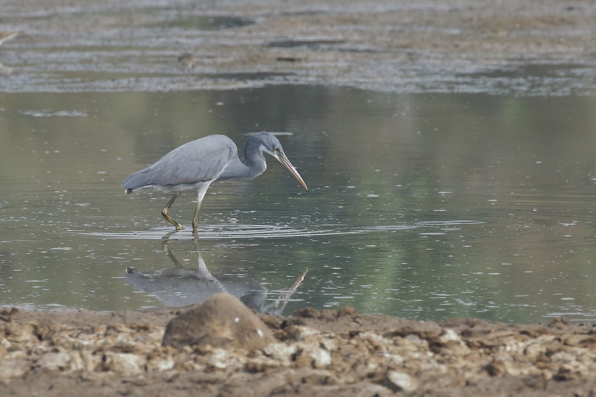 Западная рифовая цапля - ML646099334