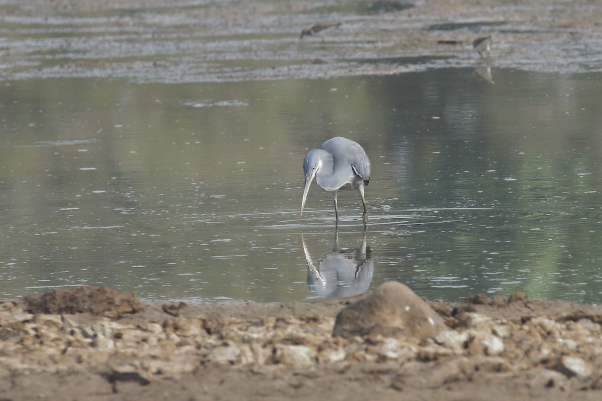 Западная рифовая цапля - ML646099335
