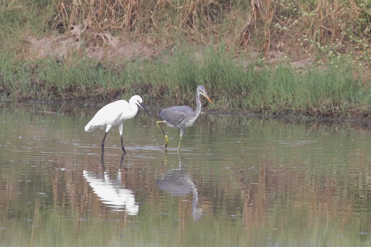 Западная рифовая цапля - ML646099336