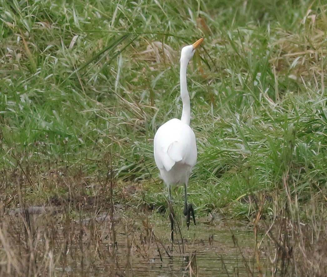 Great Egret - ML646099337