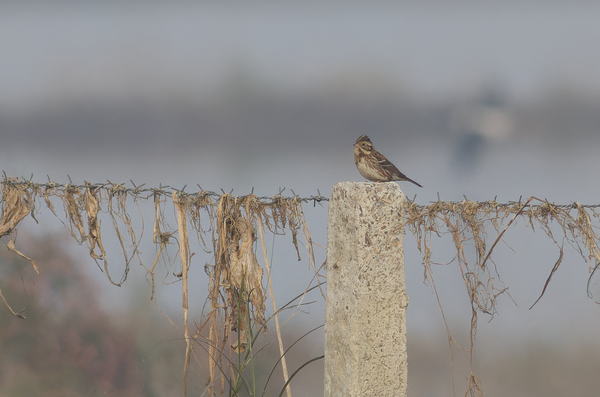 Rustic Bunting - ML646099338