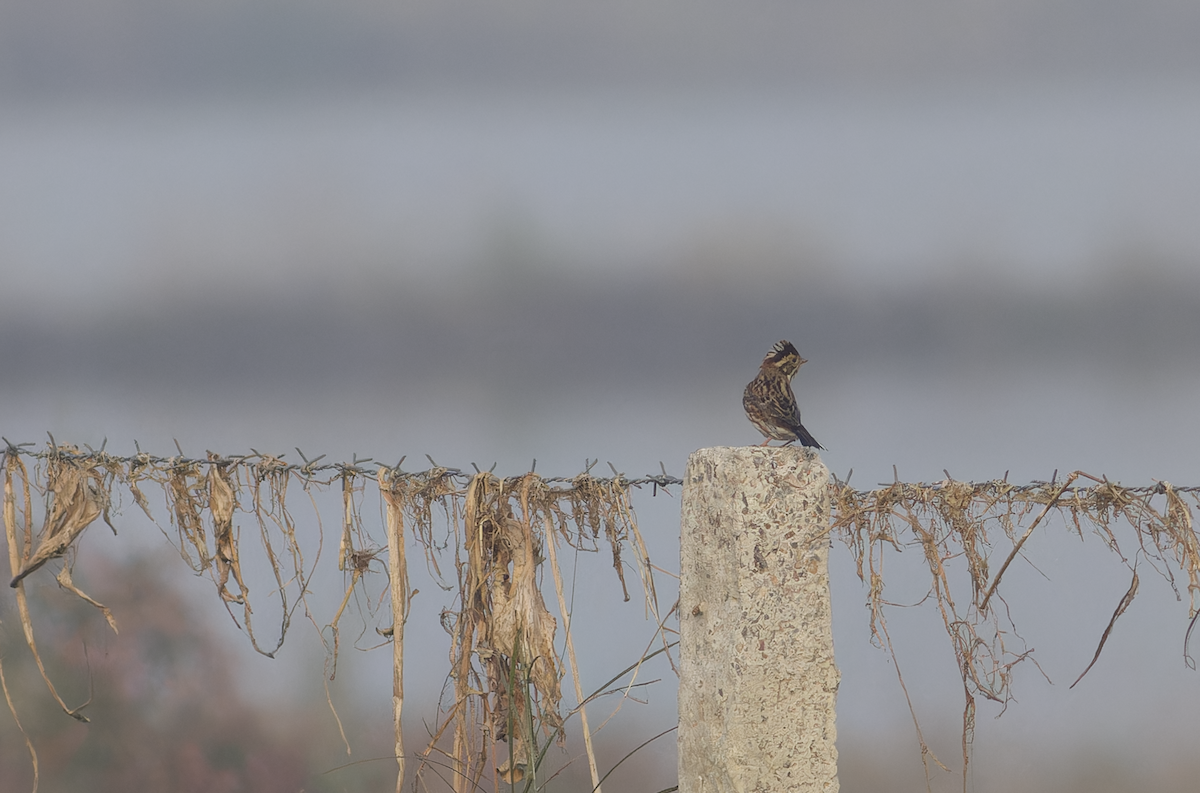 Rustic Bunting - ML646099341