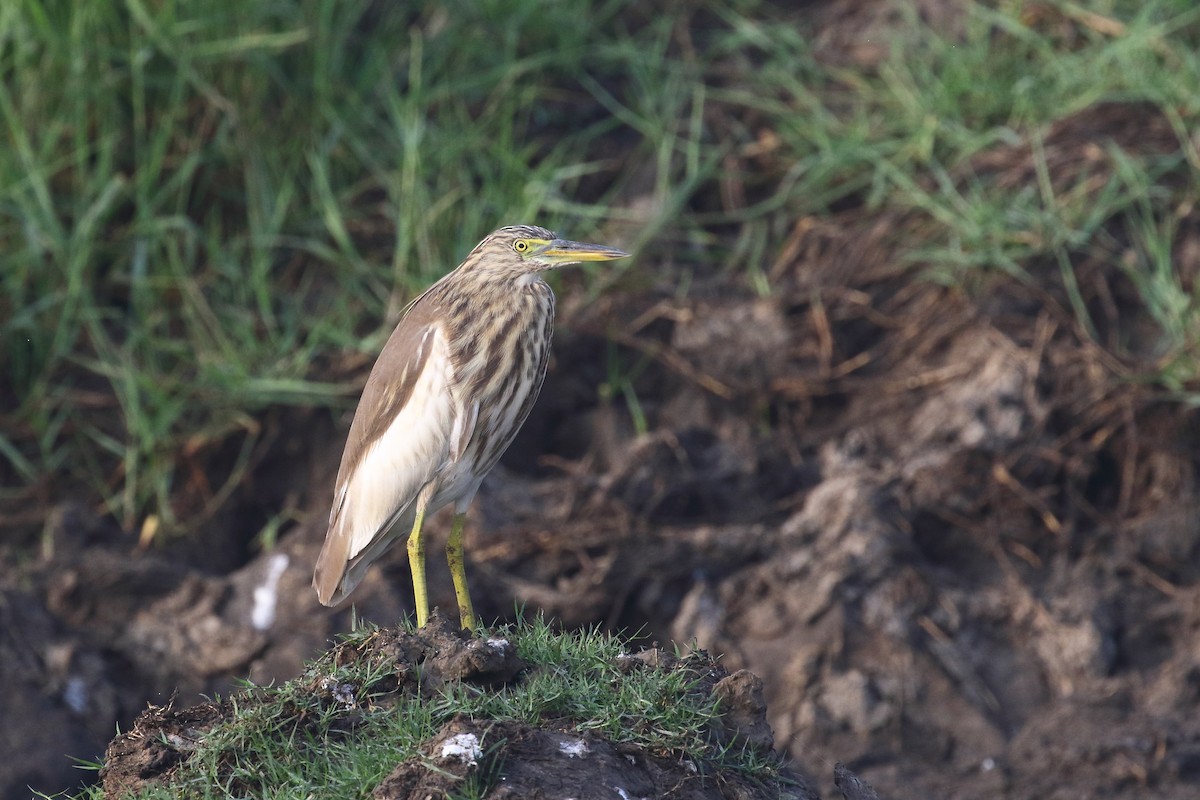 Индийская прудовая цапля - ML646099343