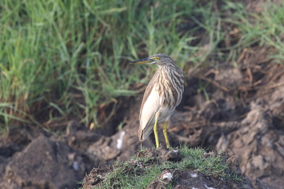 Индийская прудовая цапля - ML646099344