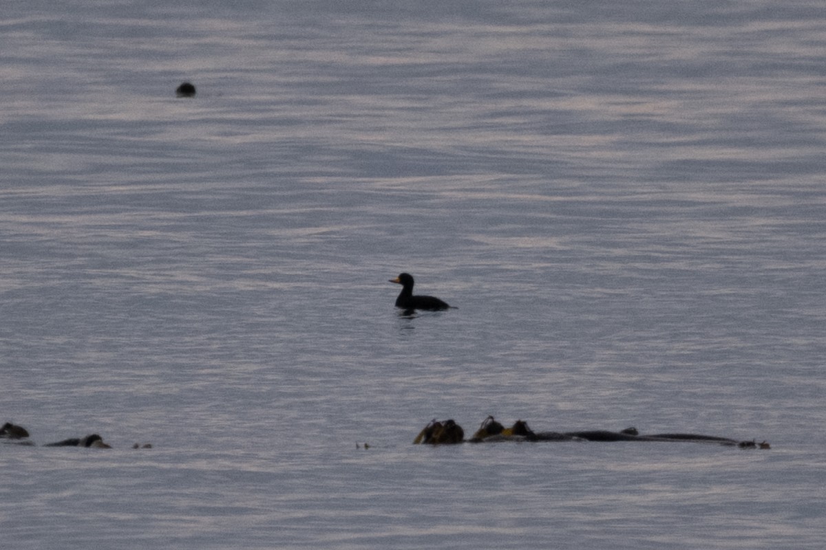 Black Scoter - ML646099348