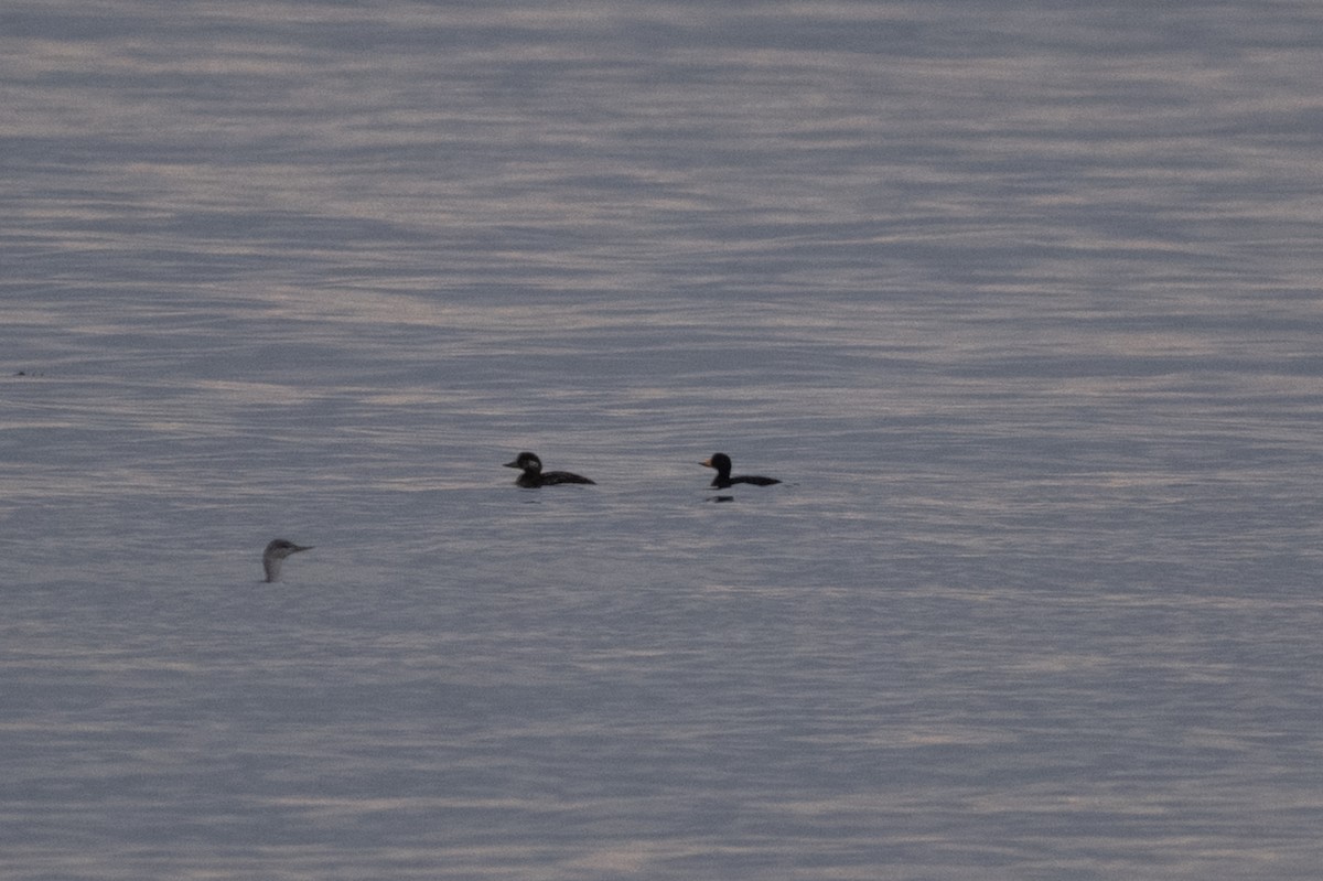 Black Scoter - ML646099349