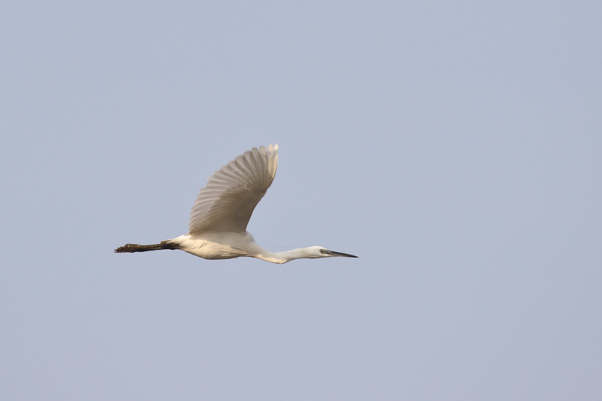 Great Egret - ML646099350