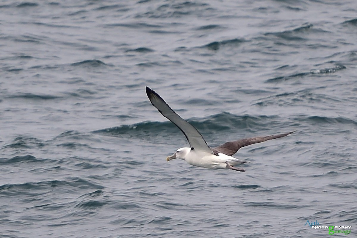 White-capped Albatross - ML646099357