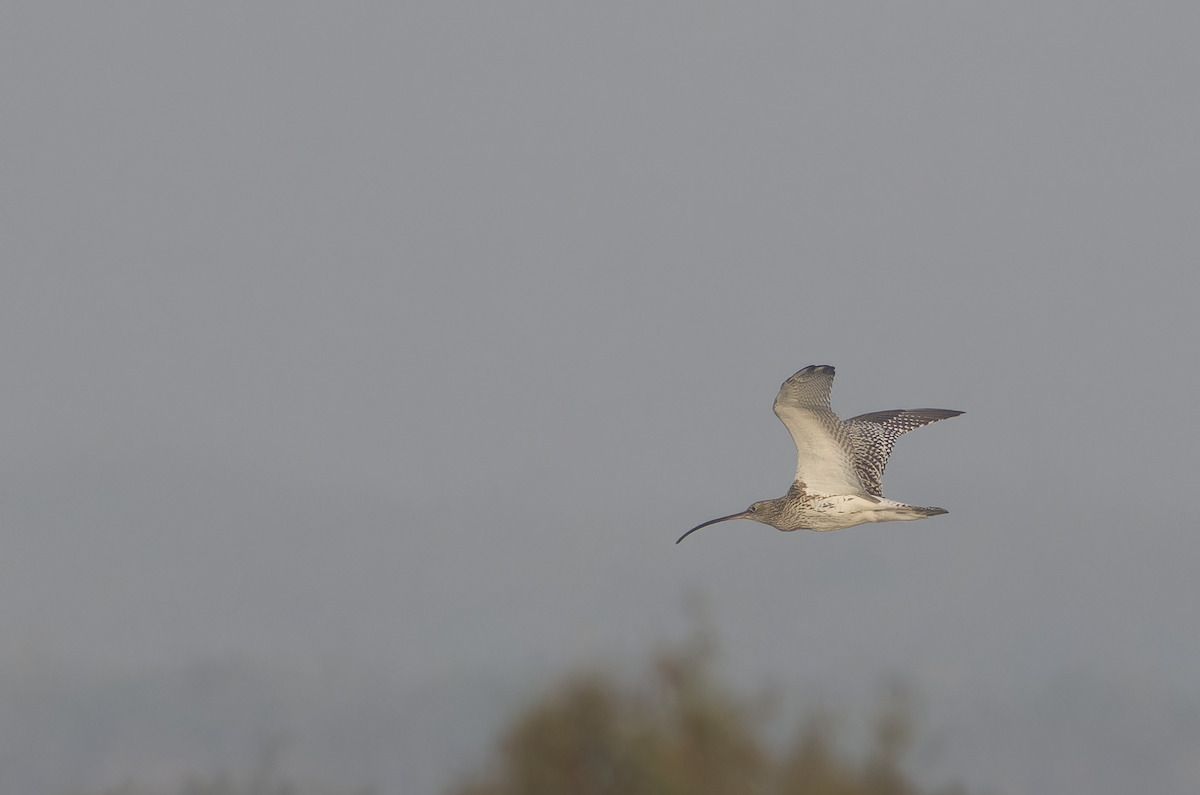 Eurasian Curlew - ML646099359