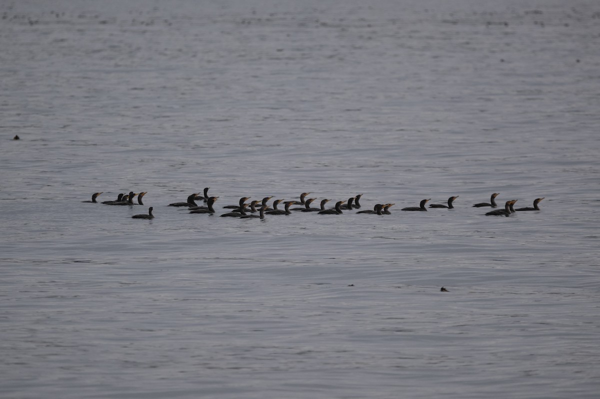 Double-crested Cormorant - ML646099360