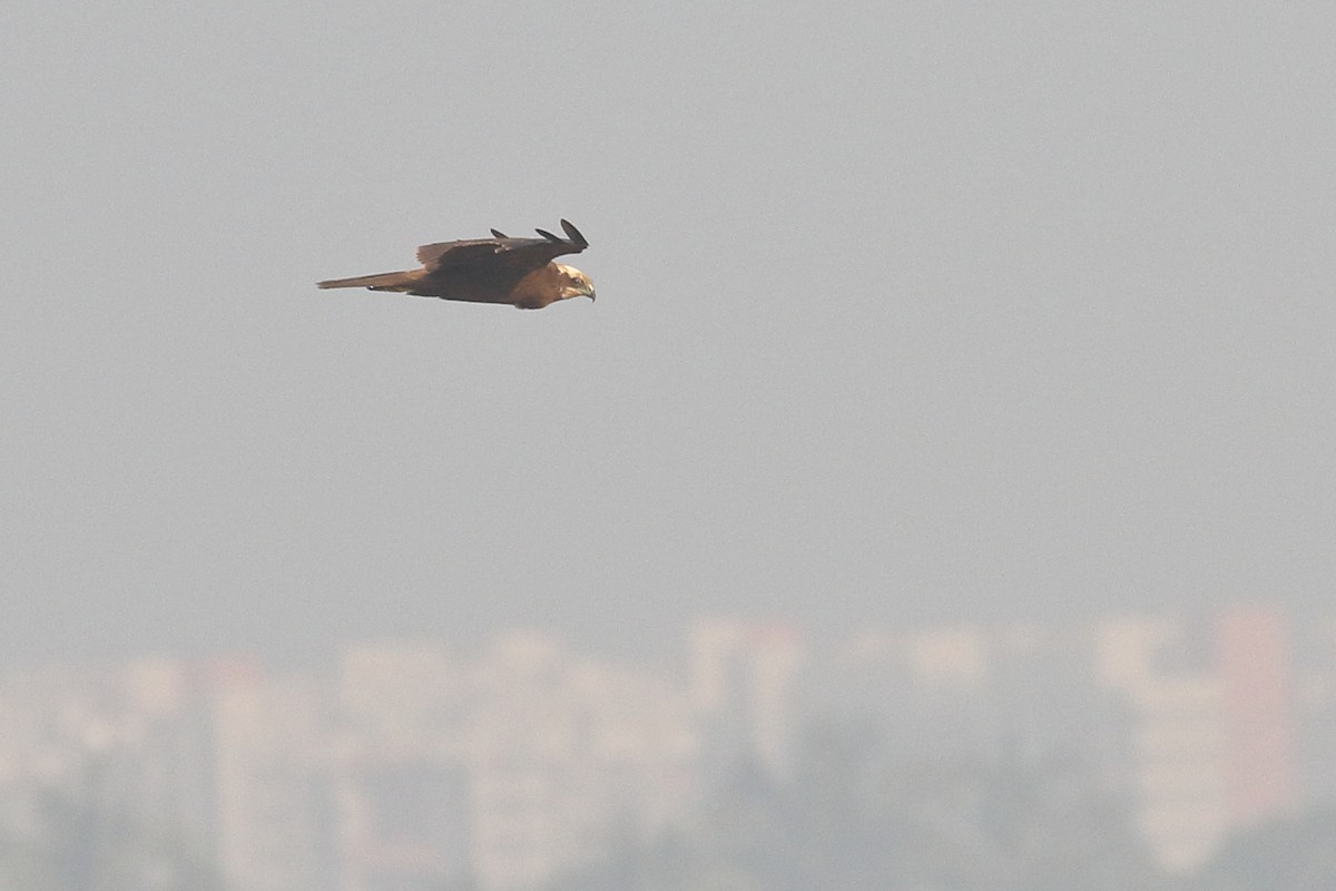 Болотный лунь - ML646099363