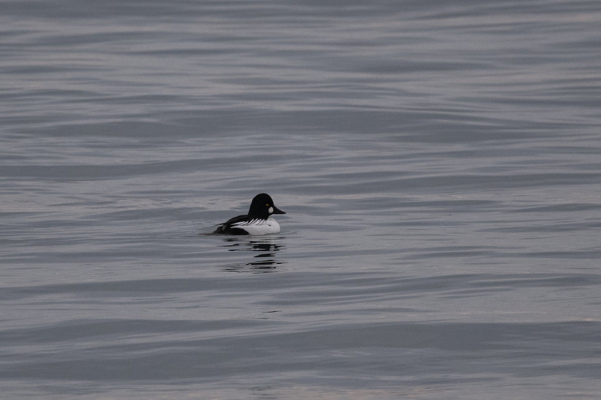 Common Goldeneye - ML646099365