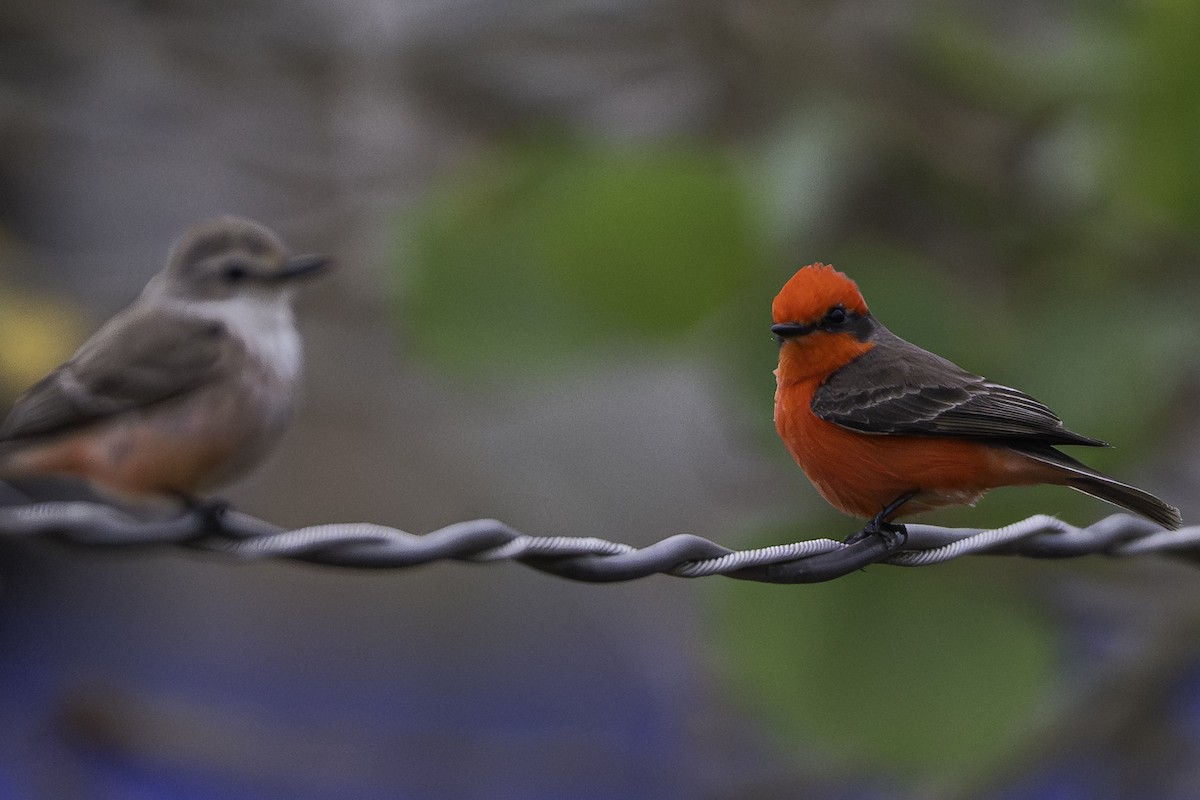 Vermilion Flycatcher - ML646099367