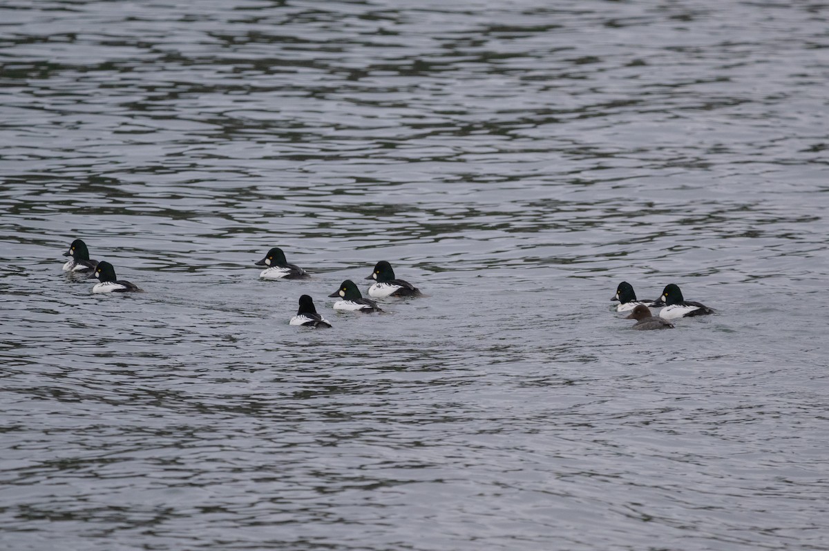 Common Goldeneye - ML646099368