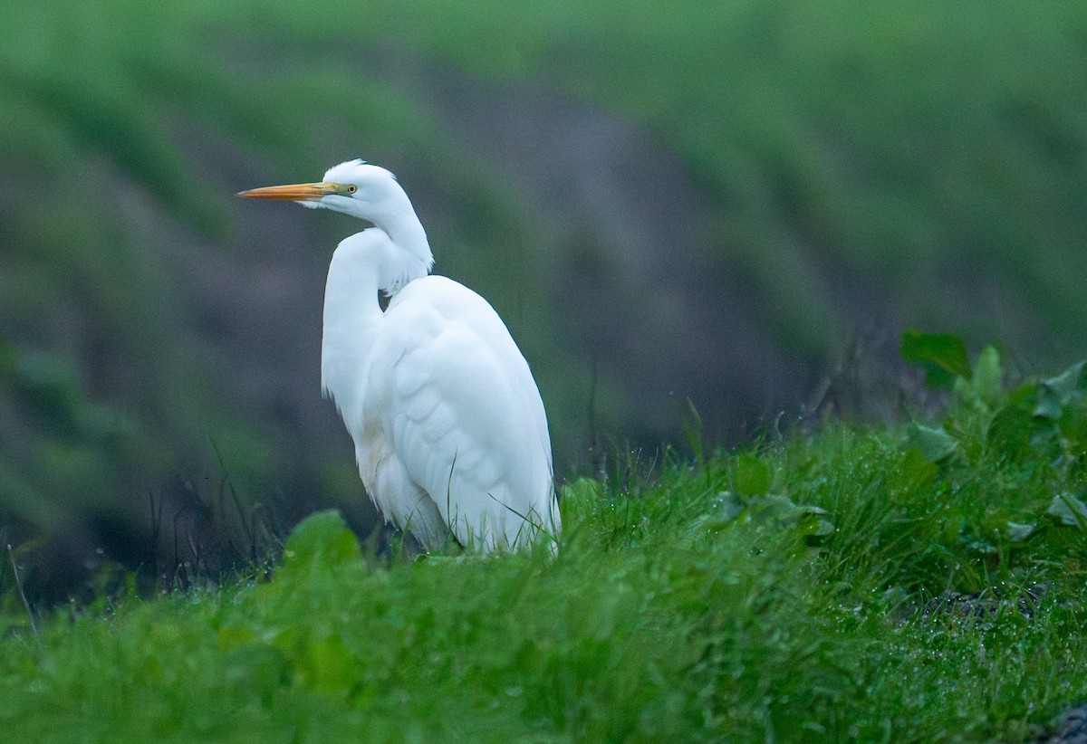 Great Egret - ML646099369