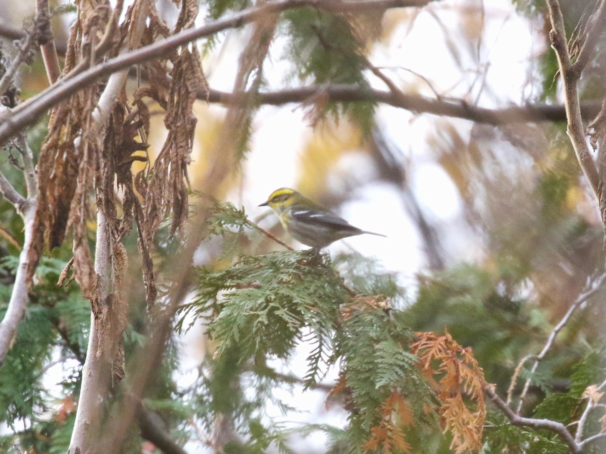 Townsend's Warbler - ML646099370