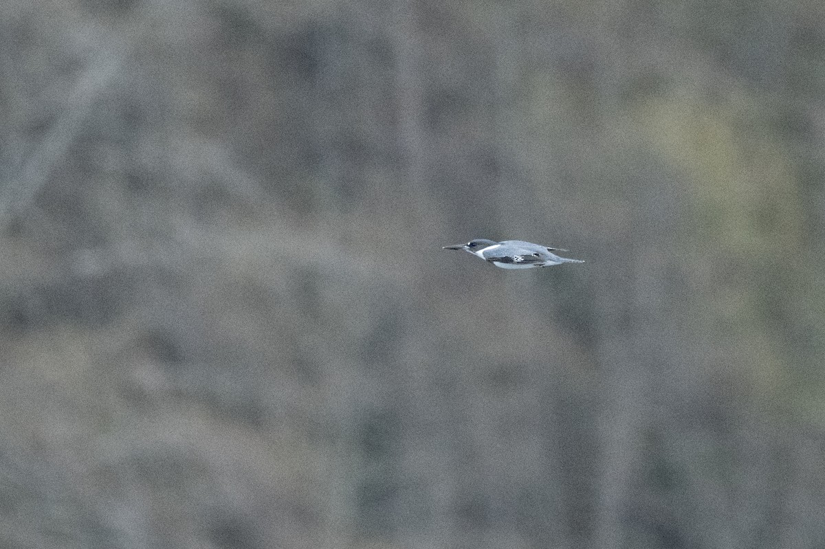 Belted Kingfisher - ML646099374