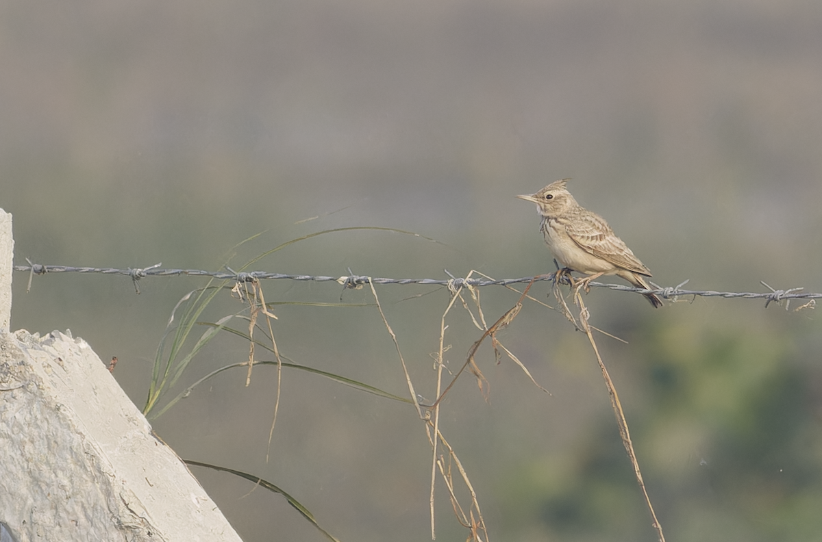 Crested Lark - ML646099375
