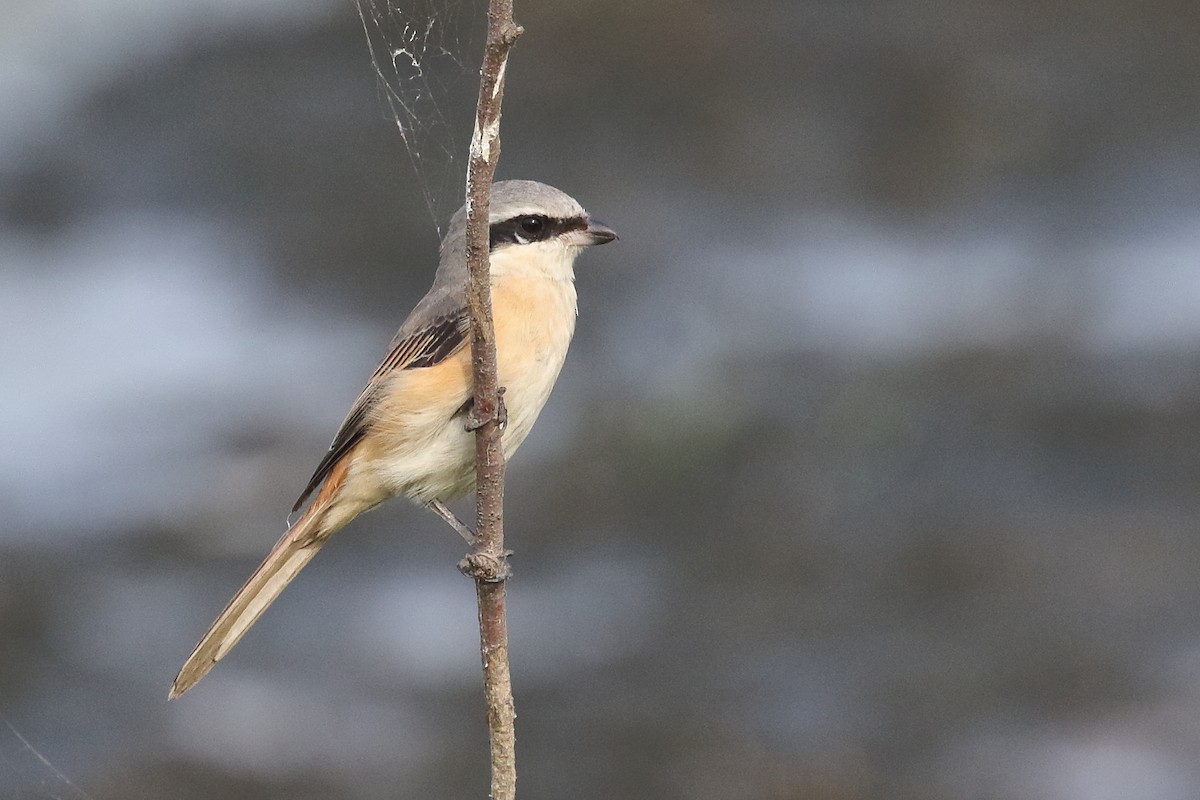 Длиннохвостый сорокопут - ML646099378