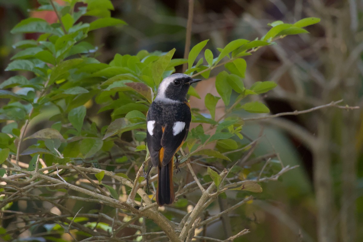 חכלילית סיבירית - ML646099383