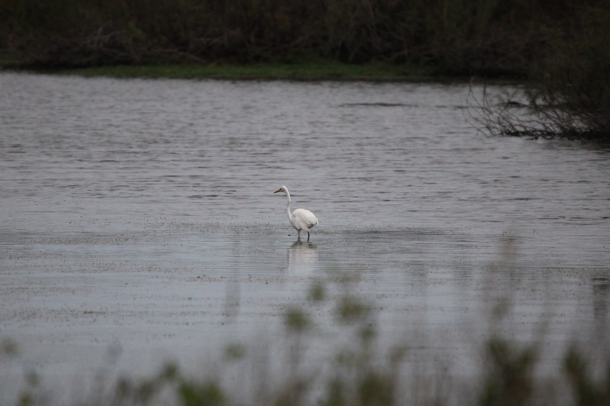 Great Egret - ML646099393