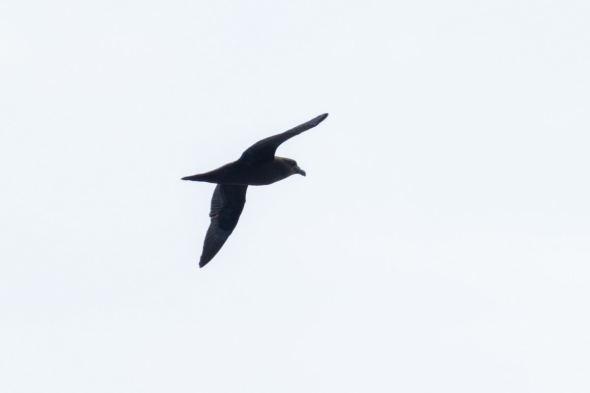 Mascarene Petrel - ML646099403