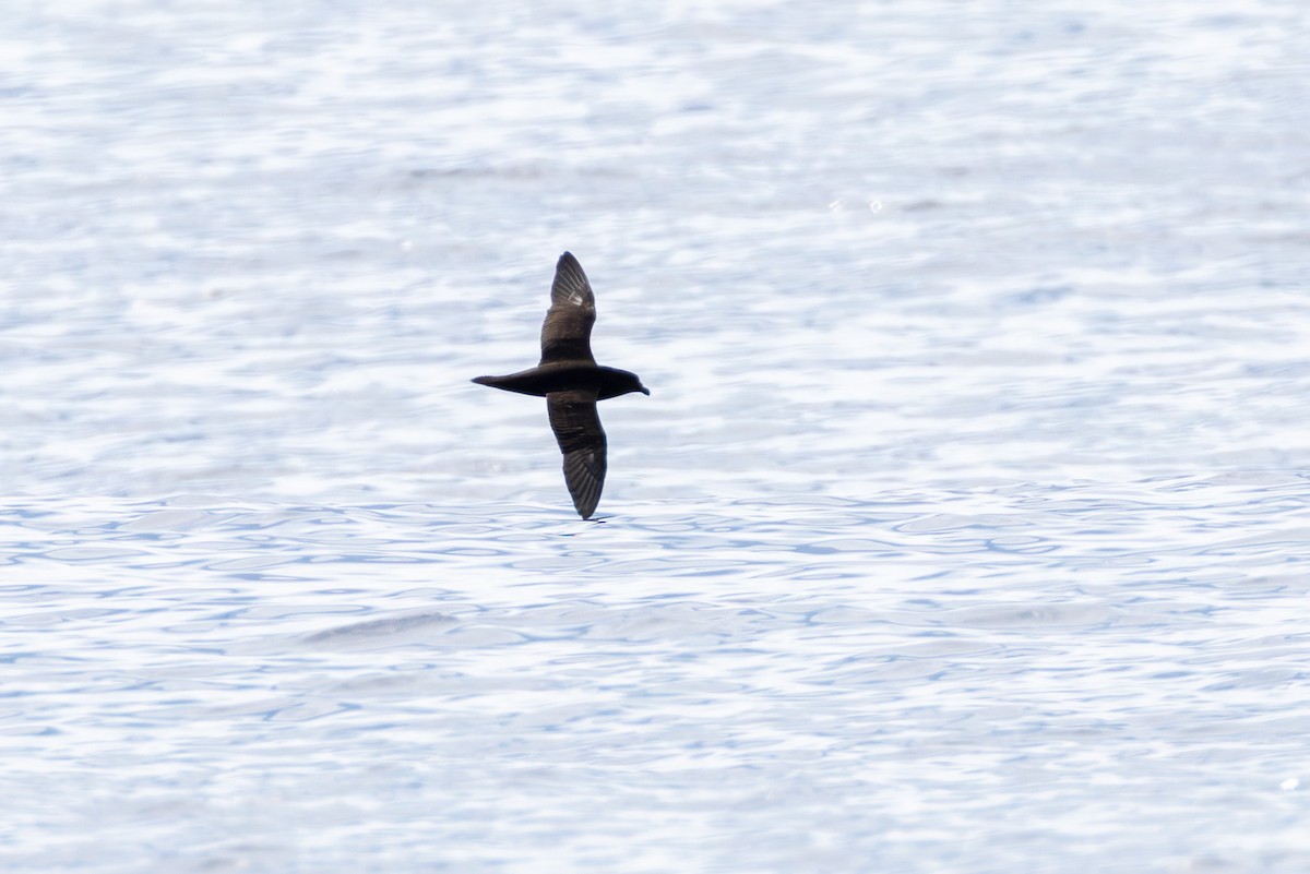 Mascarene Petrel - ML646099404