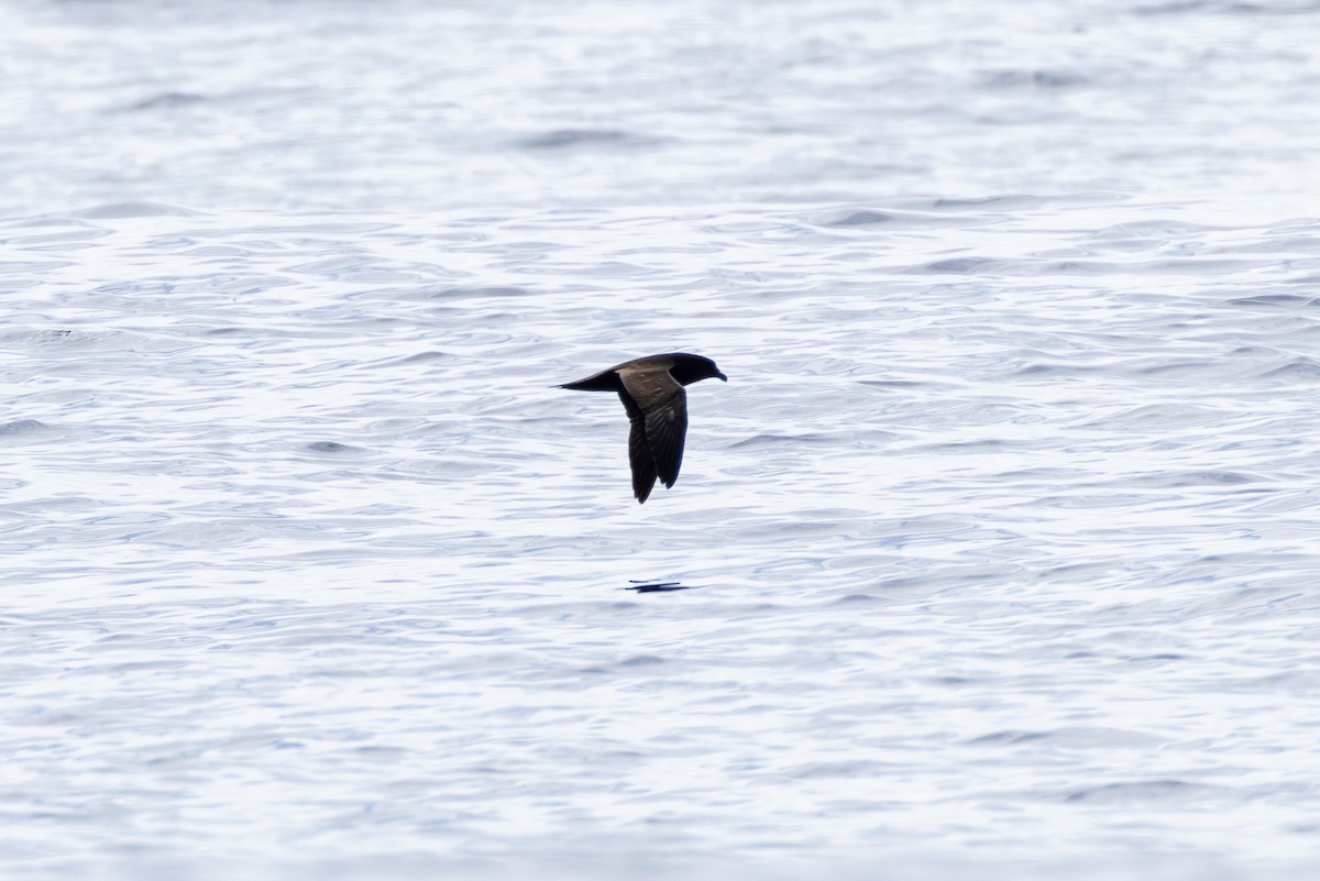 Mascarene Petrel - ML646099405