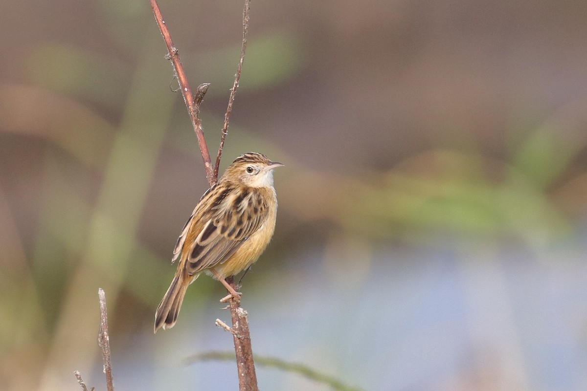 Золотистая цистикола - ML646099408