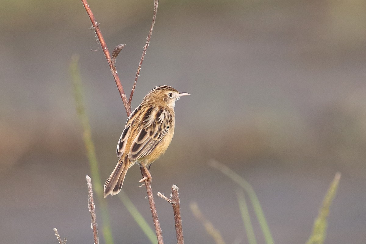 Золотистая цистикола - ML646099409