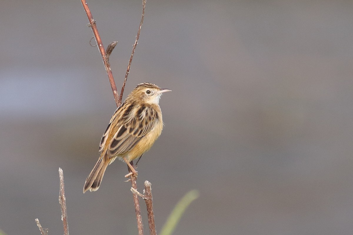 Золотистая цистикола - ML646099410