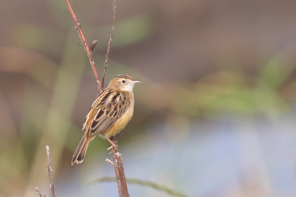 Золотистая цистикола - ML646099411