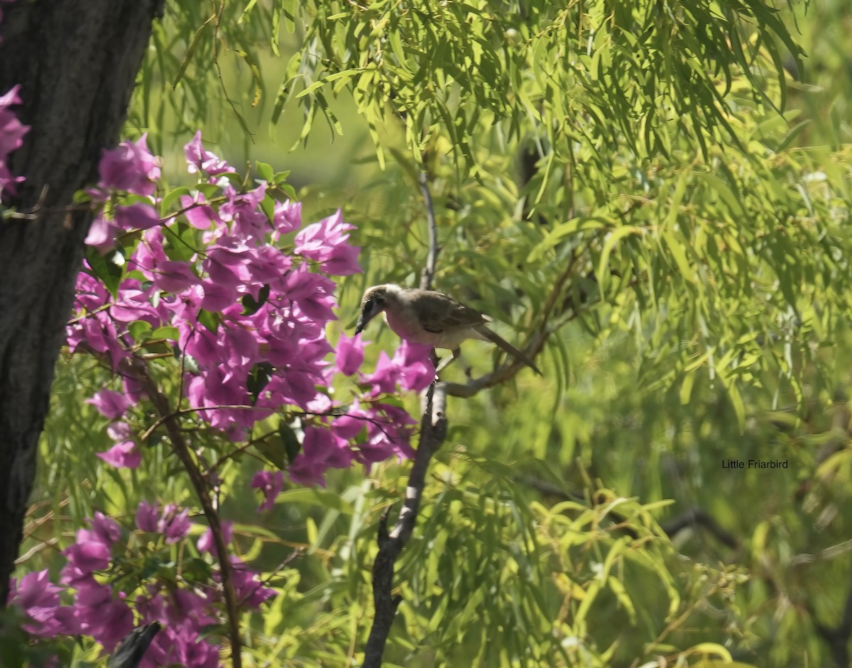 Little Friarbird - ML646099412