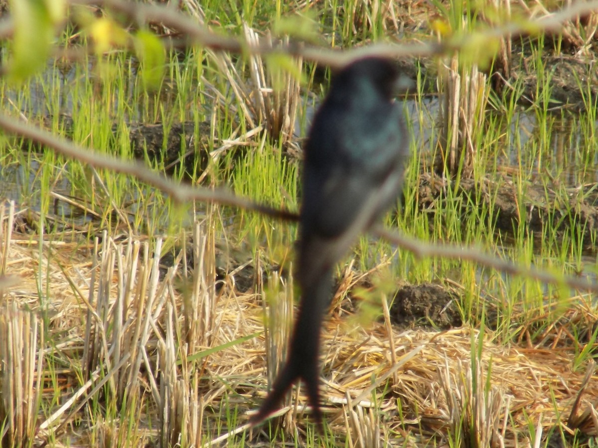 Black Drongo - ML646099413