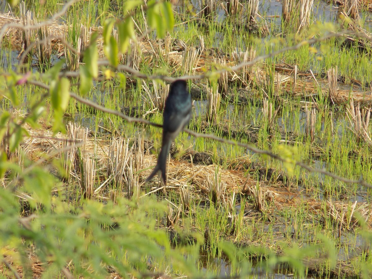 Black Drongo - ML646099414