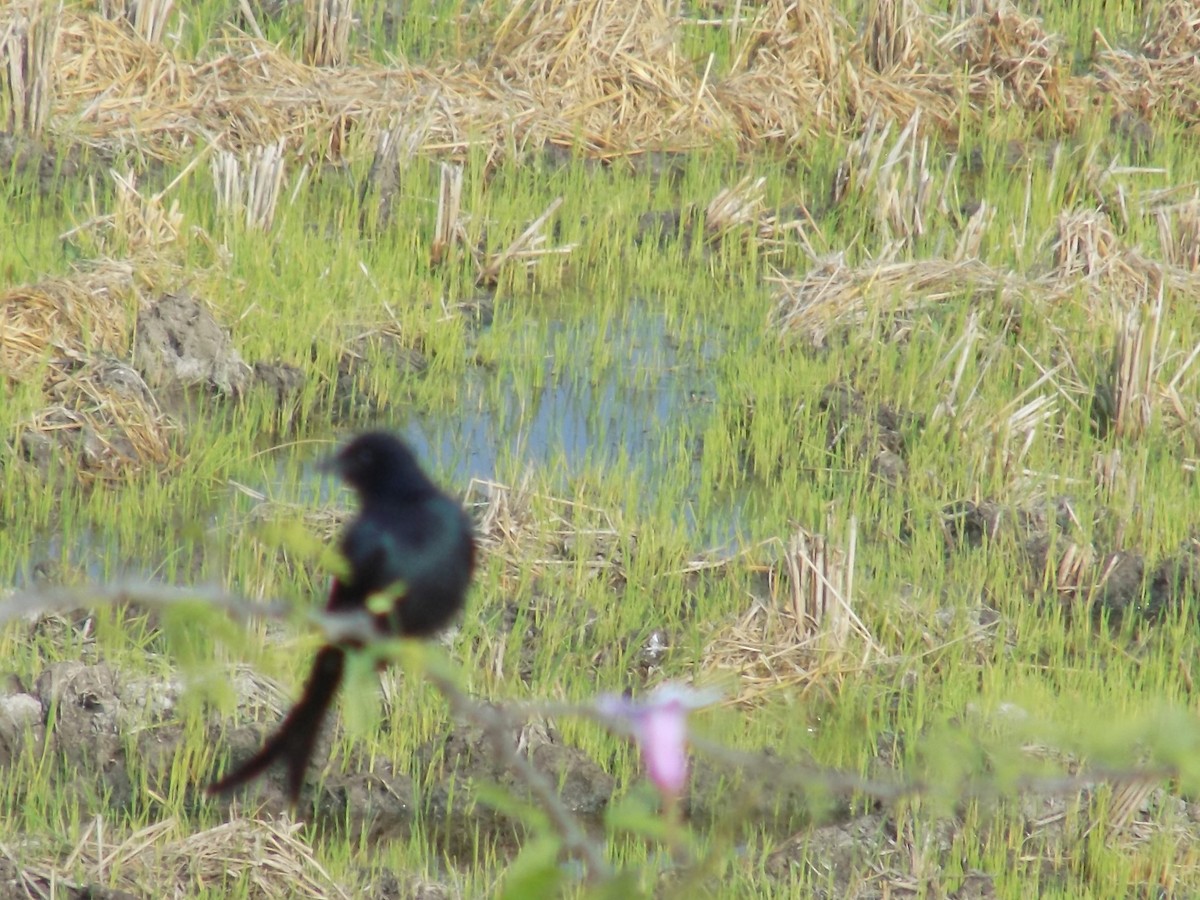 Black Drongo - ML646099415